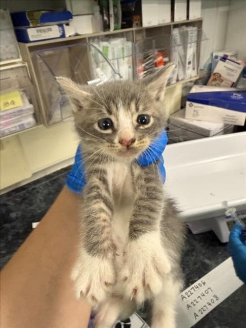 Greyson - Domestic Short Hair