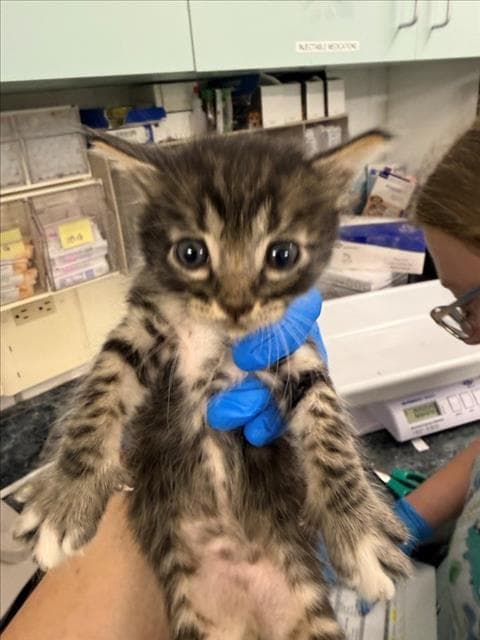 Emile - Domestic Short Hair