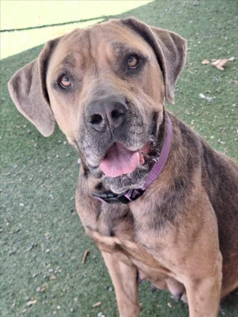 Peanutbutter - Cane Corso Mastiff
