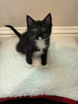 Tux image 1