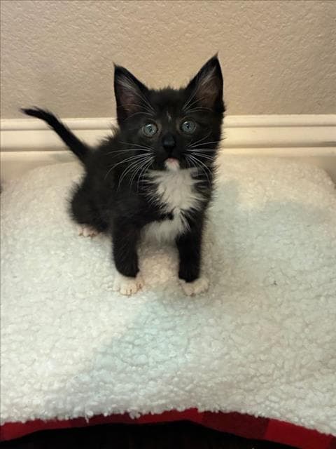 Tux - Domestic Short Hair