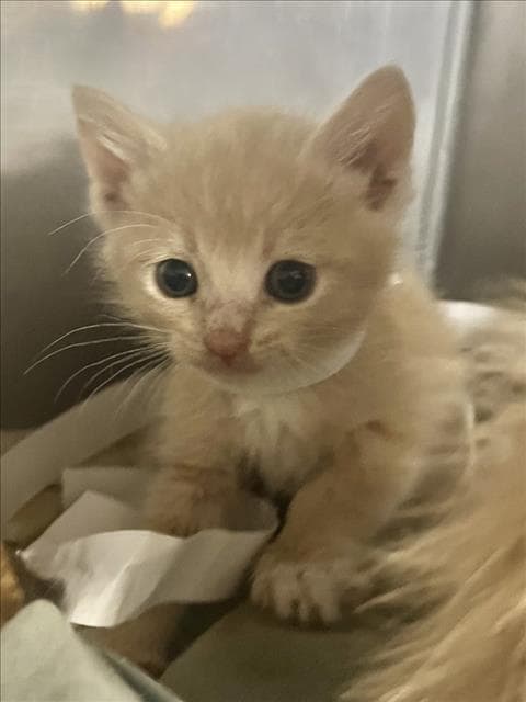 Daffodil - Domestic Short Hair