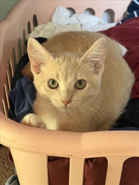 Daffodil - Domestic Short Hair