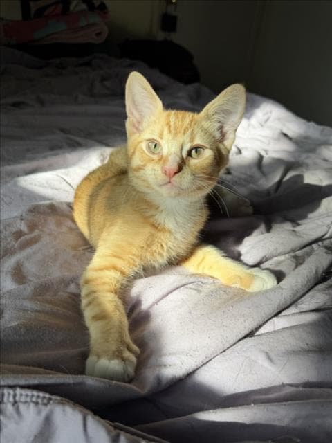 Ember - Domestic Short Hair