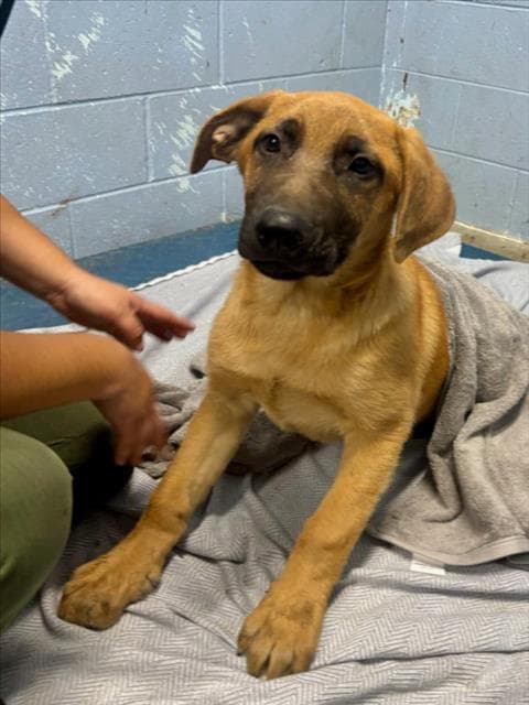 Unknown - Anatolian Shepherd