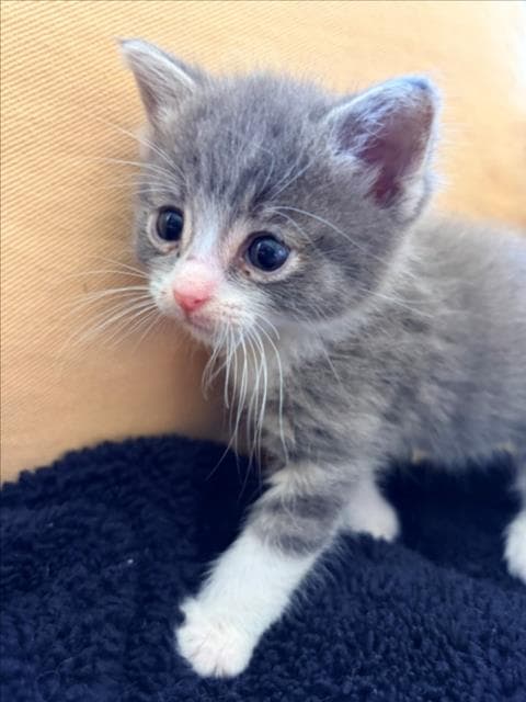 Boots - Domestic Short Hair