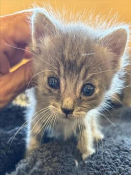 Binx image 1