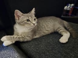 Tabitha image 1