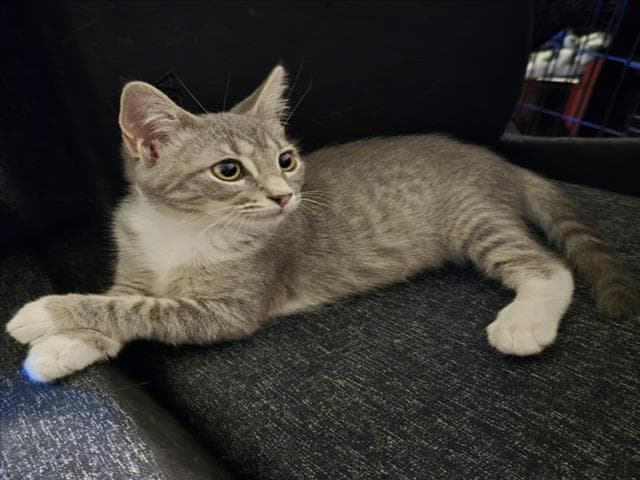 Tabitha - Domestic Short Hair