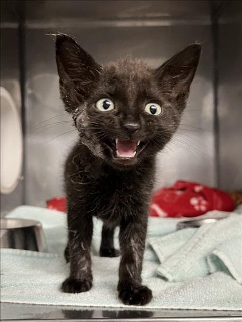 Count Chocula - Domestic Short Hair