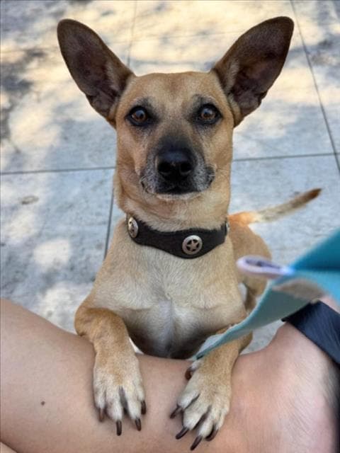 Flareon - Chihuahua