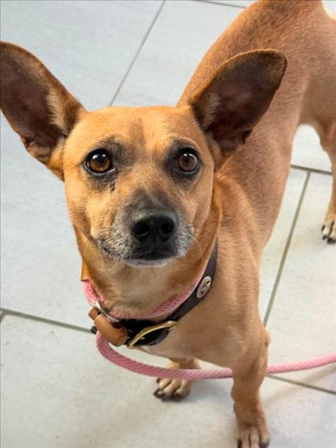 Flareon - Chihuahua
