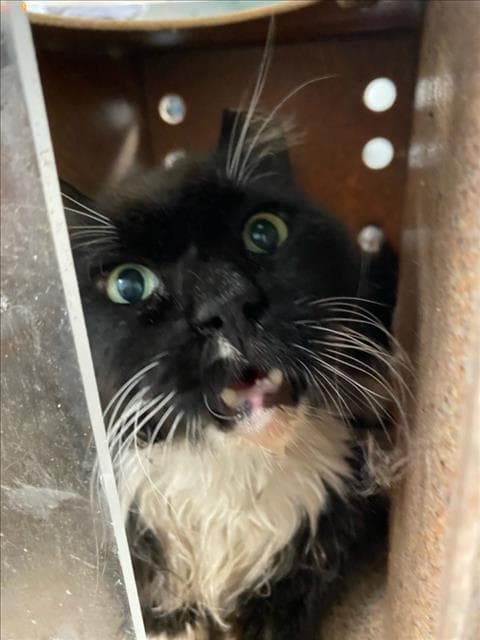 Unknown - Domestic Medium Hair