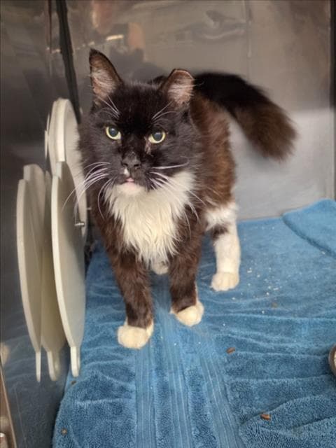 Unknown - Domestic Medium Hair