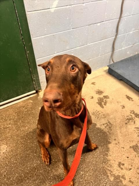Ty - Doberman Pinscher