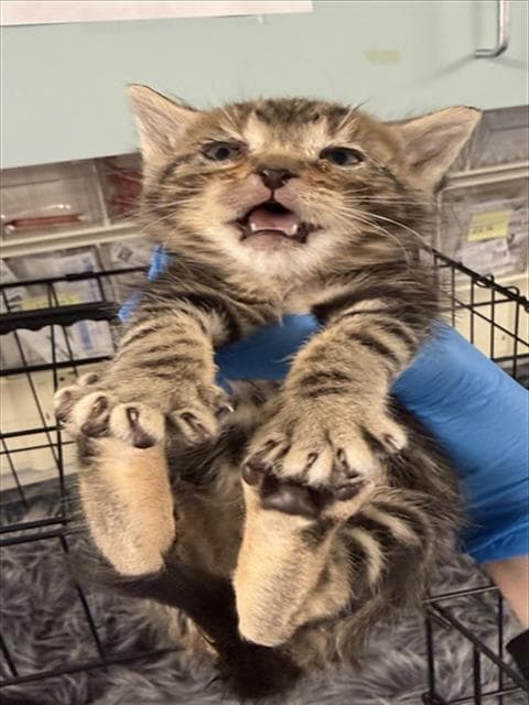 Kaci - Domestic Short Hair