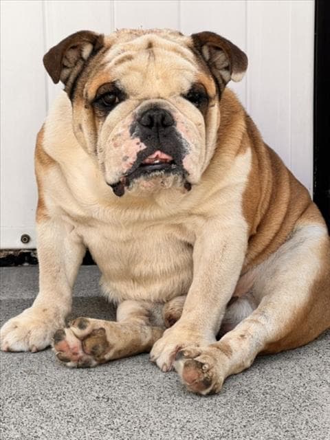 Unknown - English Bulldog