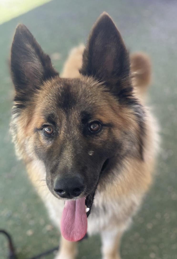Emerald - German Shepherd Dog