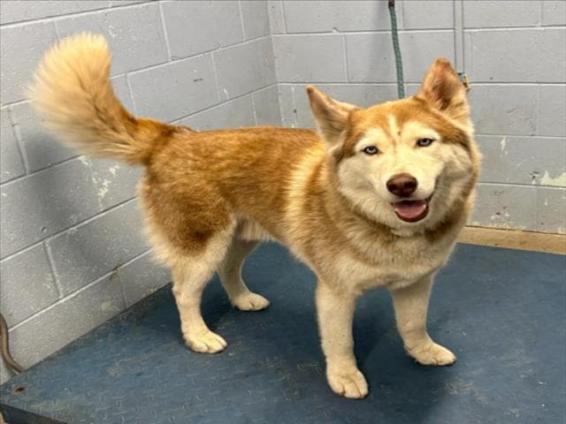 Diesel - Husky