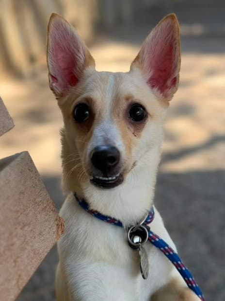Magikarp - Chihuahua