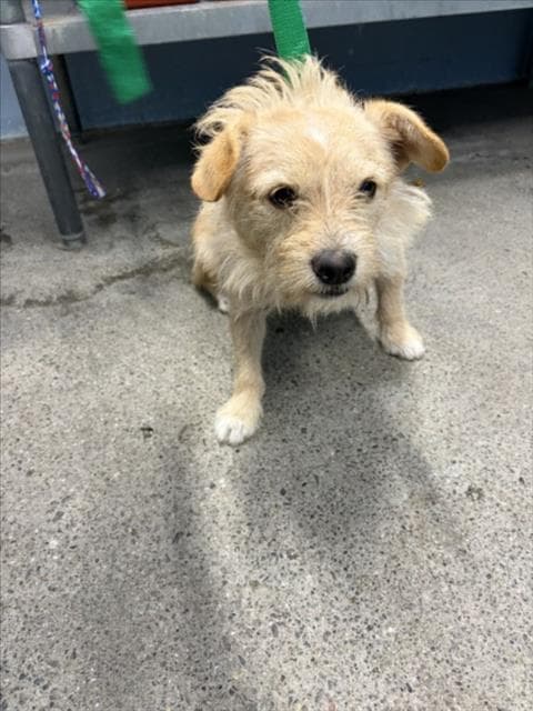Ivysaur - Terrier