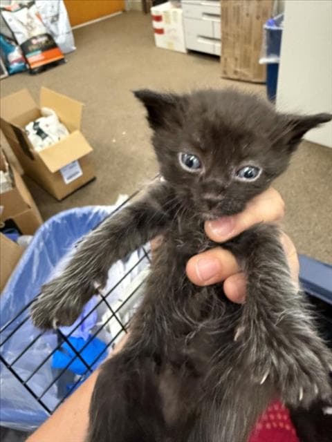 Anakin - Domestic Short Hair