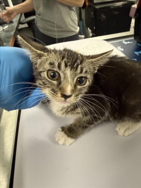 Bubbles - Domestic Short Hair