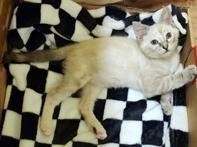 Bellclaire - Domestic Short Hair