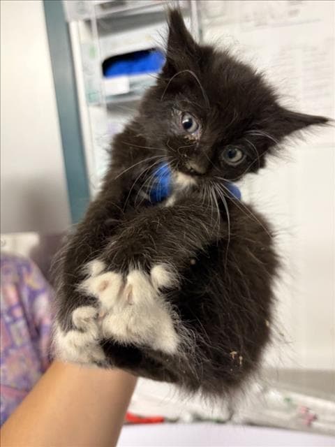 Milky Way - Domestic Medium Hair