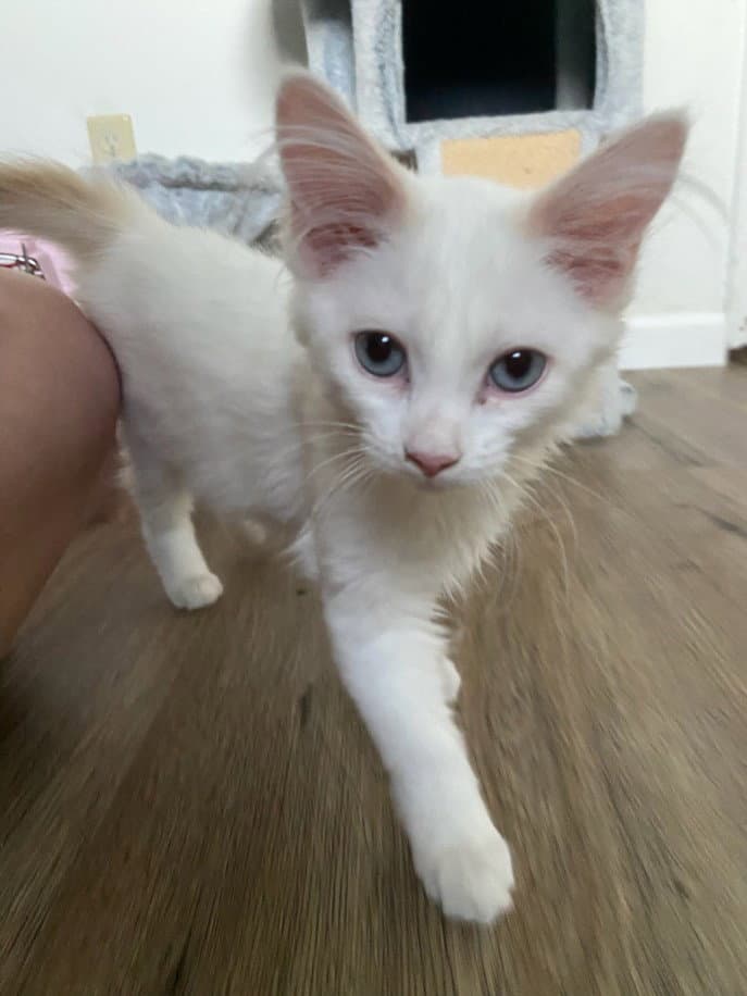 Purrl - Domestic Short Hair