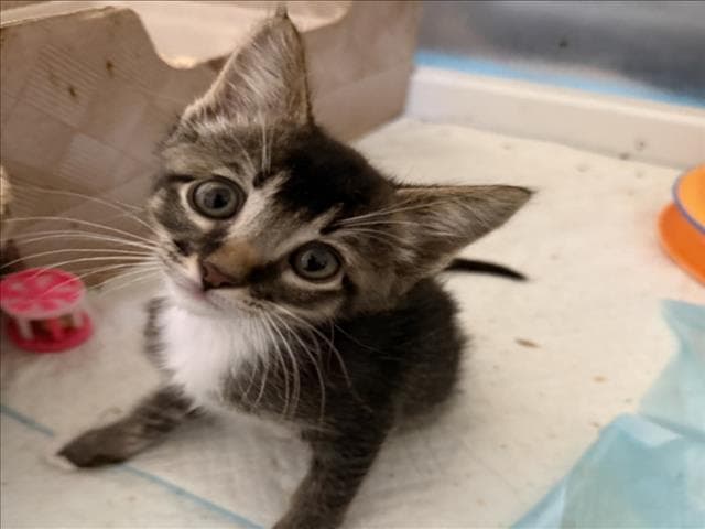 Hawkeye - Domestic Short Hair