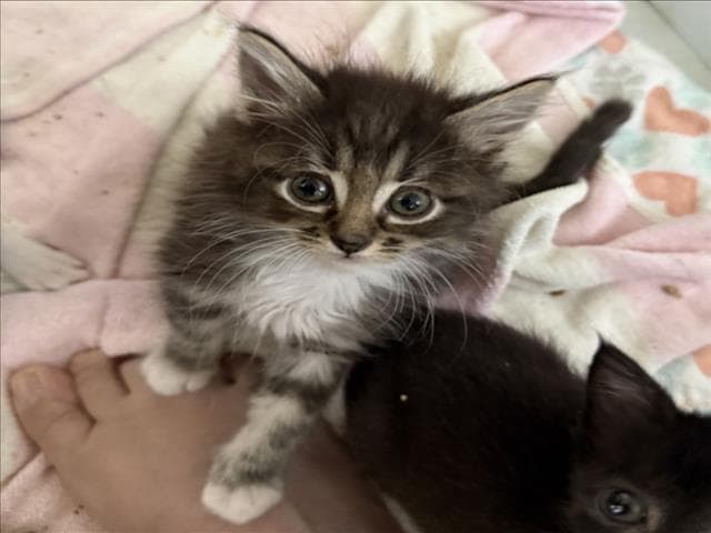 Groot - Domestic Medium Hair