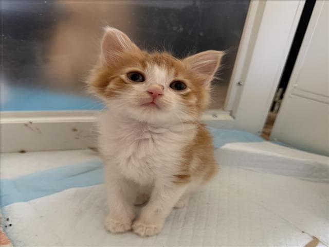 Starlord - Domestic Short Hair