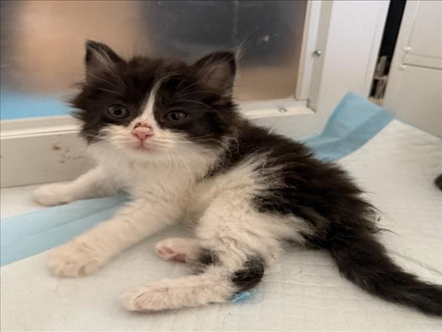 Natasha - Domestic Medium Hair