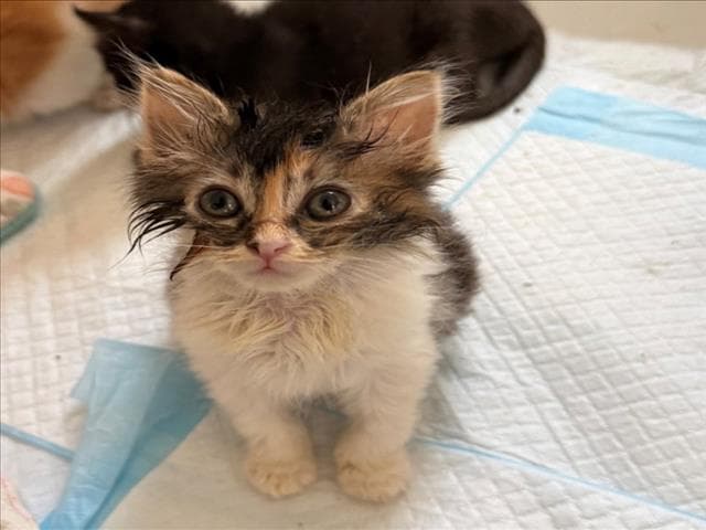 Rogue - Domestic Medium Hair