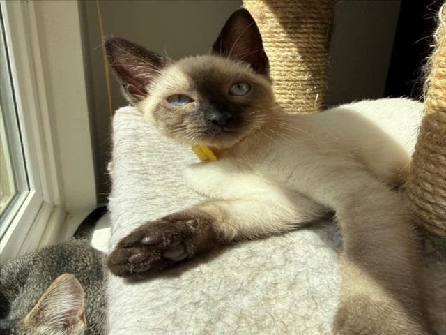 Wanda - Siamese