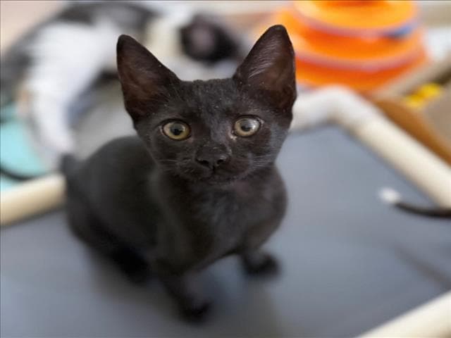 Thor - Domestic Short Hair