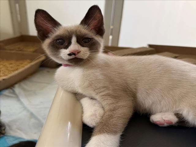 Logan - Snowshoe
