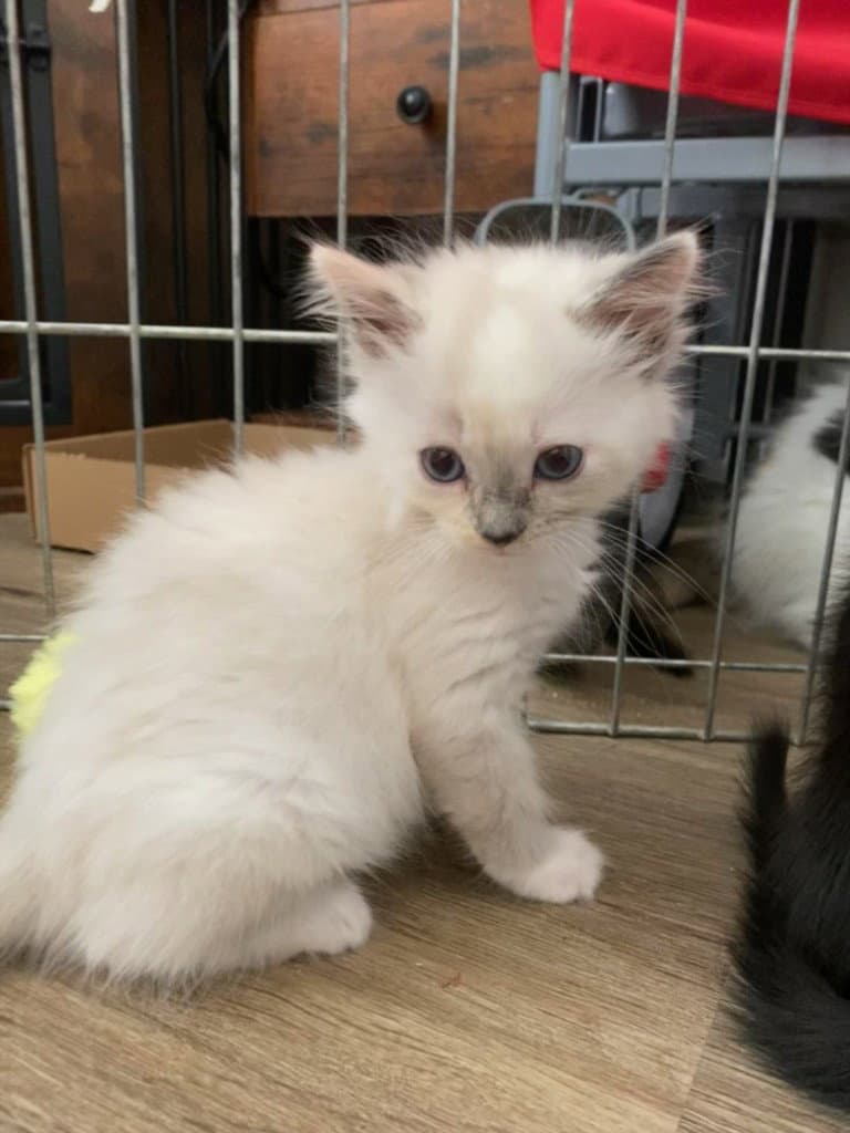 Amara - Domestic Short Hair