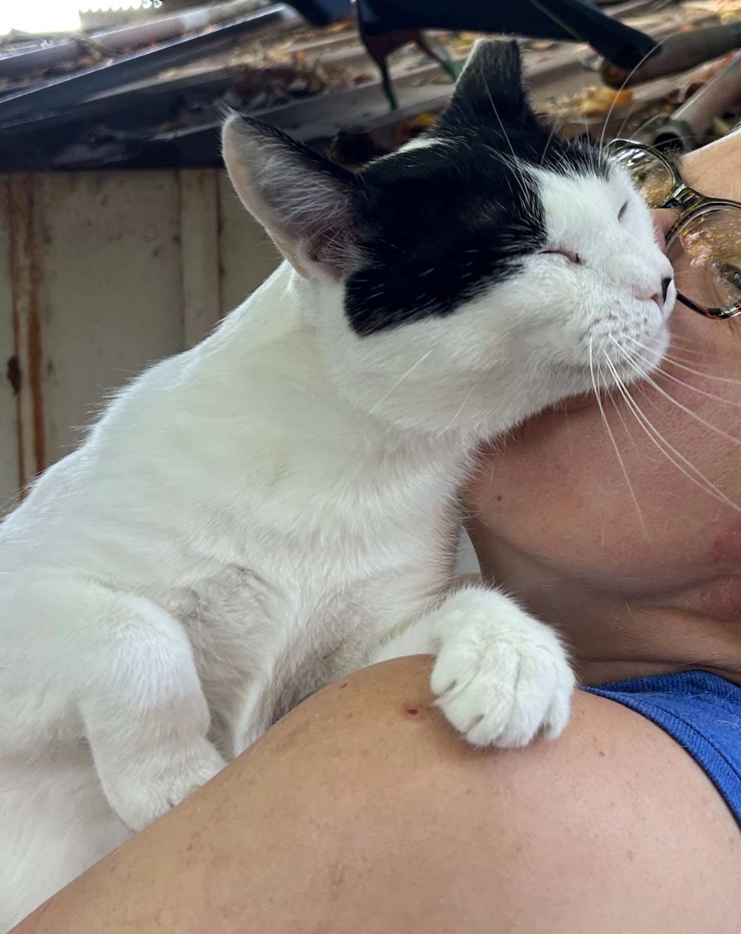 Slinky - Domestic Short Hair
