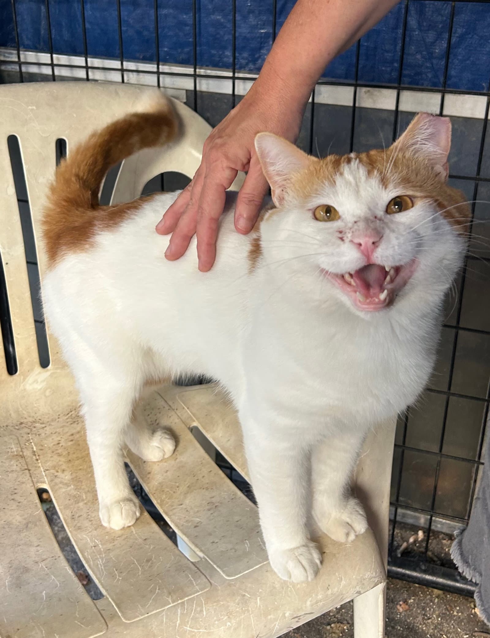 Chubby Checker - Domestic Short Hair