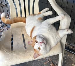 Chubby Checker image 2