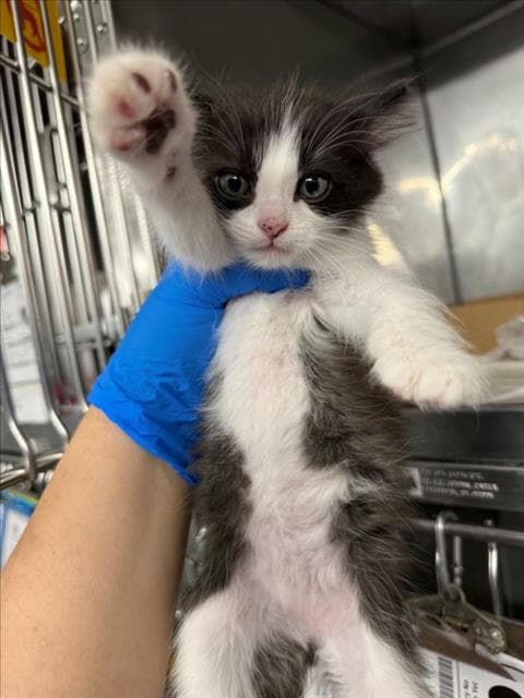 Jean Valjean - Domestic Medium Hair