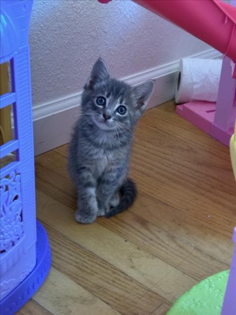 Mcjitters - Domestic Short Hair