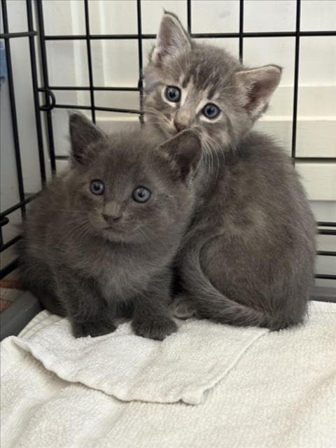 Thunderstorm - Domestic Short Hair