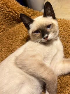 Murley - Domestic Short Hair