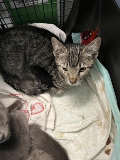 Harry - Domestic Short Hair