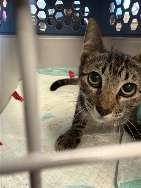 Houdini - Domestic Short Hair