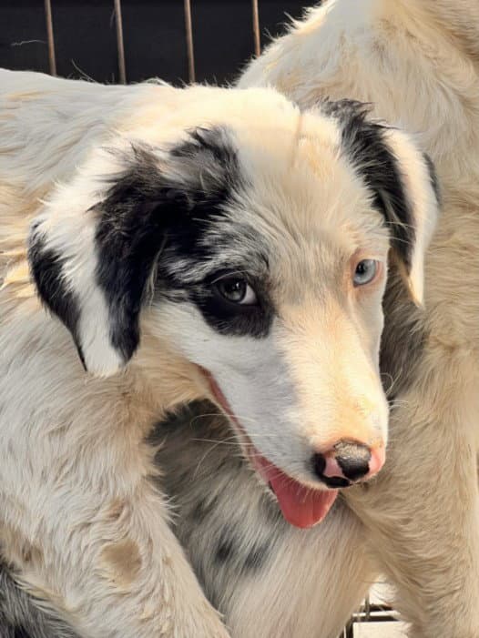 Unknown - Border Collie