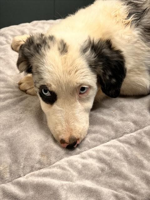 Unknown - Border Collie